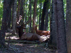 VA vacation July 06 293.jpg (281550 bytes)