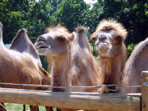 VA vacation July 06 311.jpg (294746 bytes)