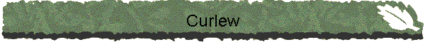 Curlew