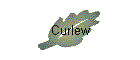 Curlew